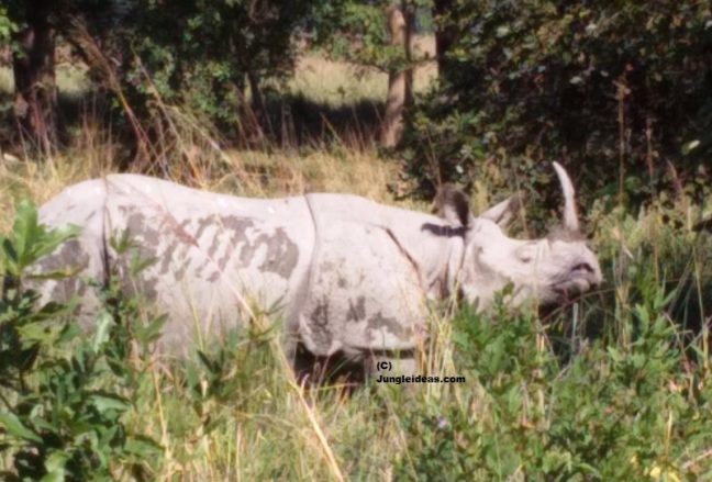 Pobitora Wildlife Sanctuary, Pobitora Rhinoceros, Pobitora Hotels, Pobitora Resorts, Kaziranga