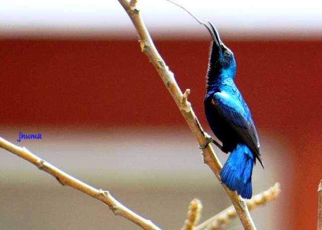 Pobitora Birds, Assam Birdwatching, Kaziranga Birdwatching, Manas Birdwatching, Nameri Birdwatching